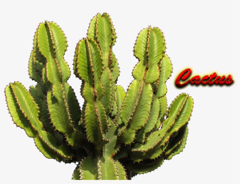 Cactaceae Png, transparent png download