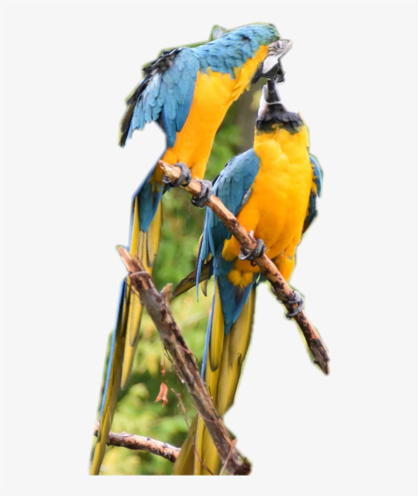 Parrot Clipart Parrott - Macaw, transparent png download