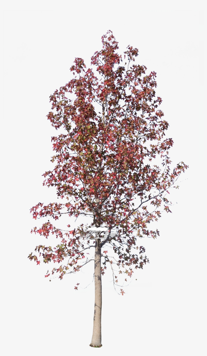 Liquidambar Styraciflua - Liquidambar Styraciflua Png Psd, transparent png download