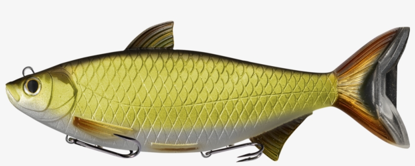Live Target Golden Shiner Swimbait 8" - Livetarget Golden Shiner Swimbait, transparent png download