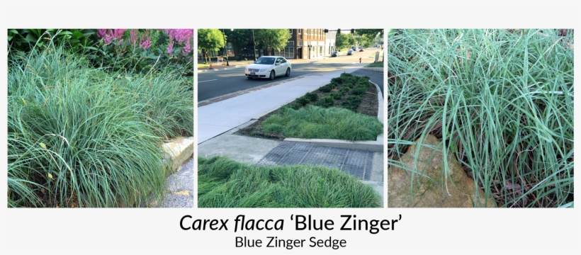 It Holds Its Blue Coloring Through The Winter In Milder - Driveway, transparent png download