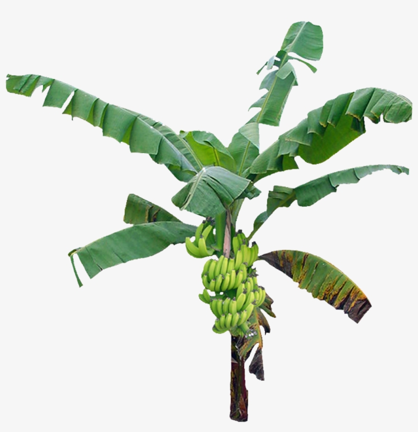 Bananatree Palmtree Tropical Jungle Nature Plant - Arbre Banane Png, transparent png download