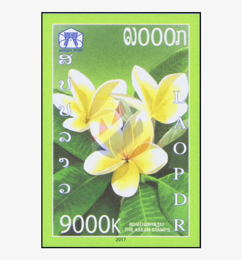 Frangipani, transparent png download