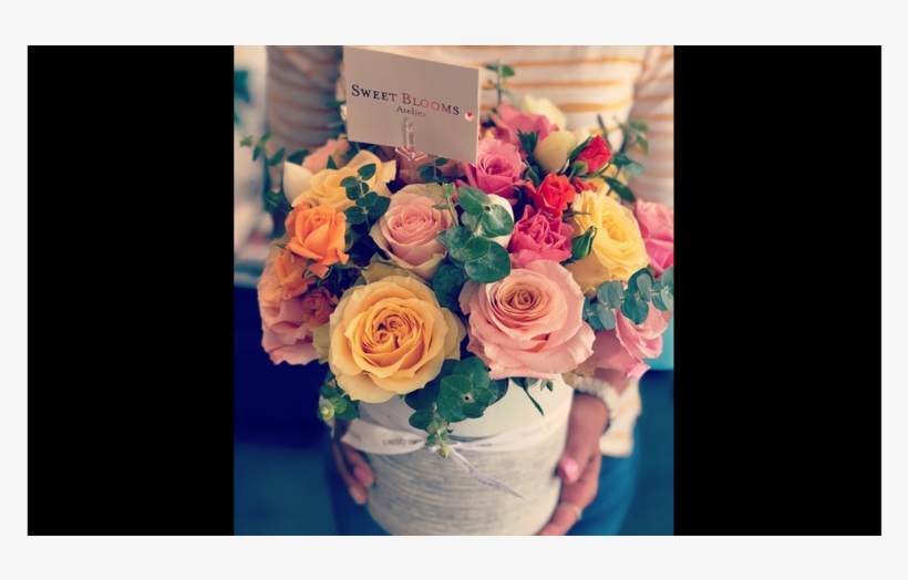 7 - Hybrid Tea Rose, transparent png download