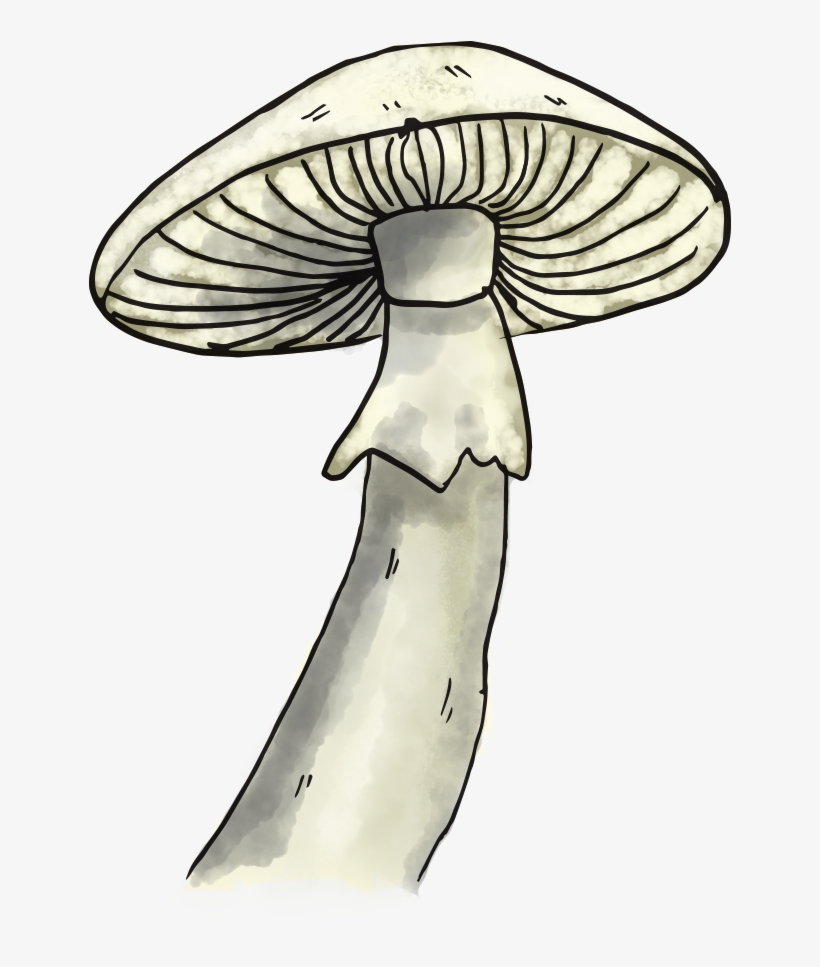 Mushroom - Pleurotus Eryngii, transparent png download