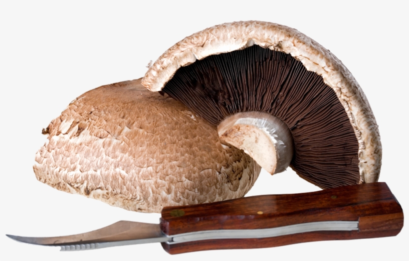 Mushrooms - Shiitake, transparent png download