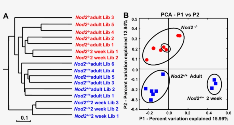 Unifrac Jack-knife And Principal Coordinate Analysis - Diagram, transparent png download