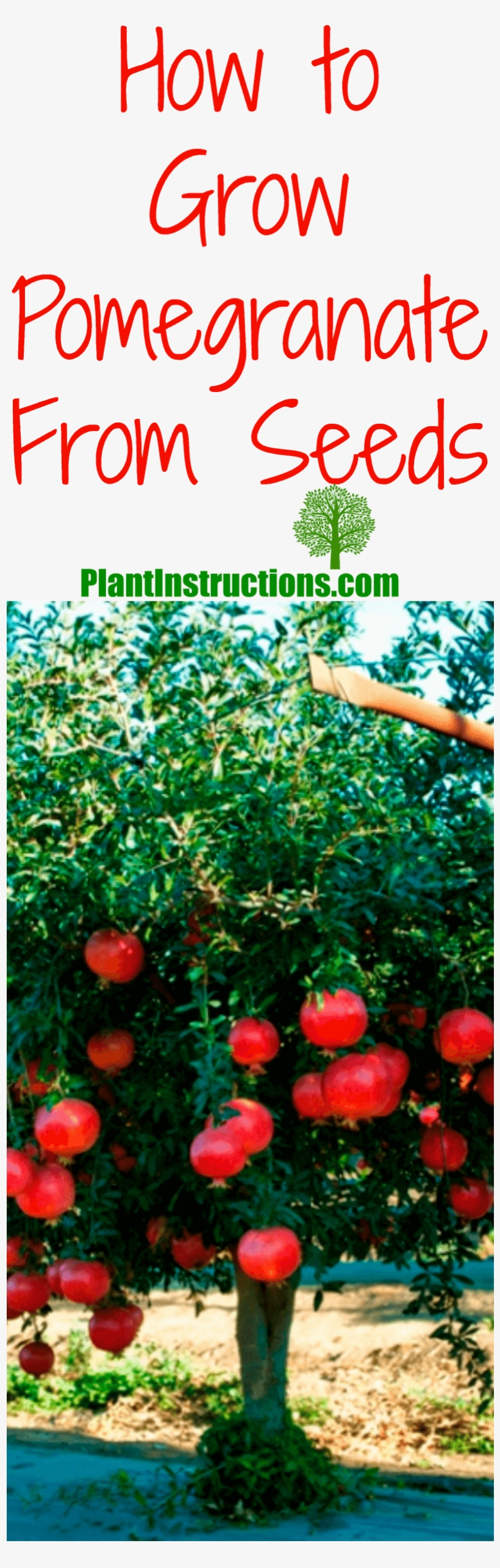 Grow Pomegranate From Seed - Wonderful Pomegranate Tree, transparent png download