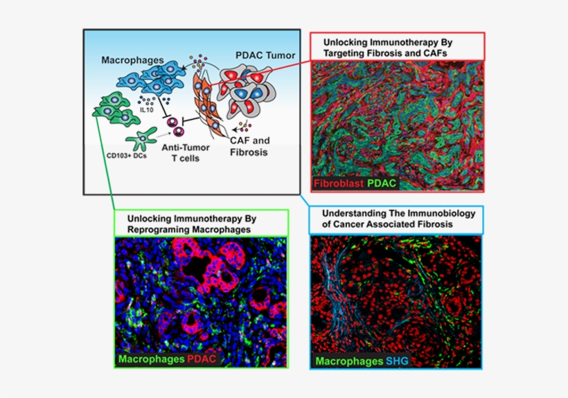 Currently, The Laboratory Focuses Primarily On Pancreas - Visual Arts, transparent png download