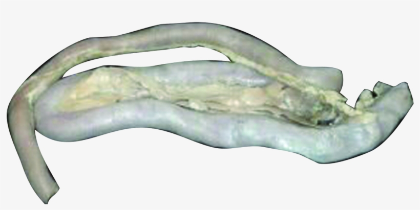 Loading Zoom - Litopenaeus Setiferus, transparent png download