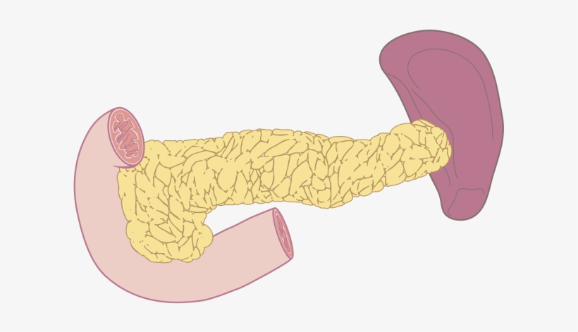 Pancreas Function And Disease - Cartoon, transparent png download
