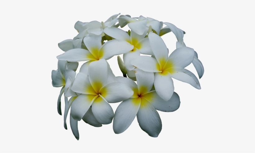 1872 Jasmine - Frangipani, transparent png download