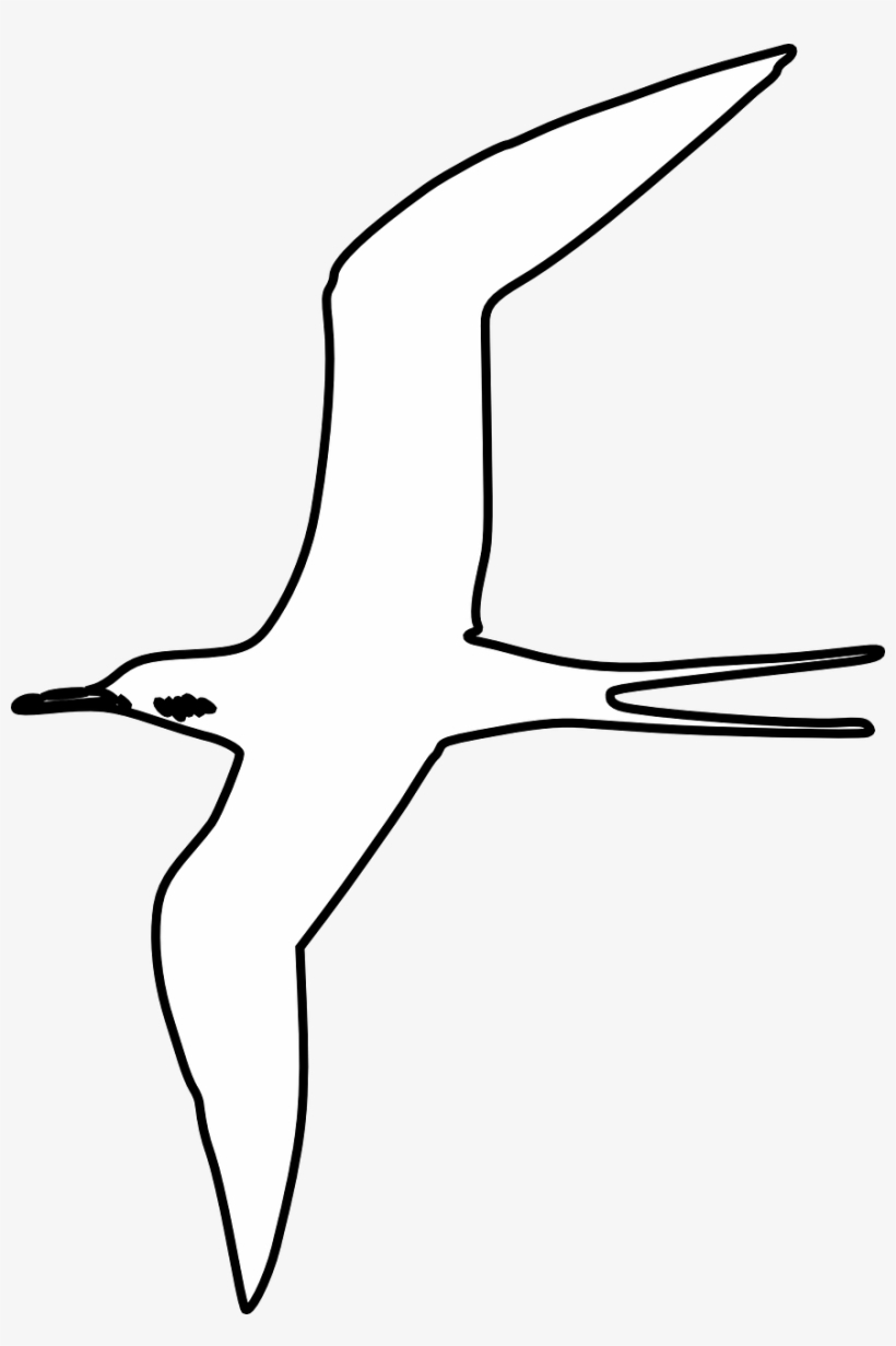 Seabird, transparent png download