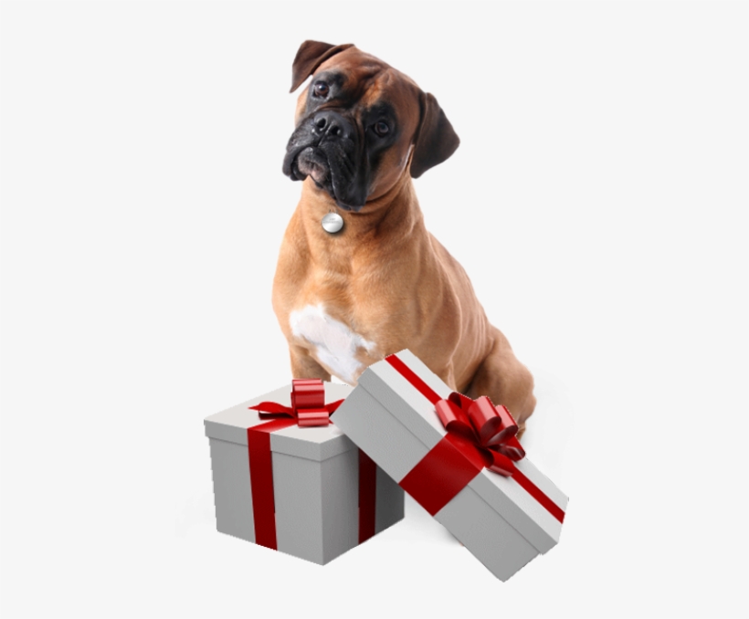 Pet Protector Is A Revolutionary Device That Protects - Boxer Dog Transparent Background, transparent png download