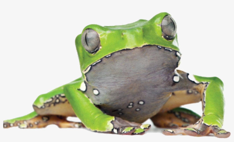 Kambo South Africa - Phyllomedusa Bicolor, transparent png download
