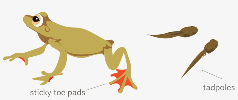 It's Tree Frog Week On Inaturalist Apr, transparent png download
