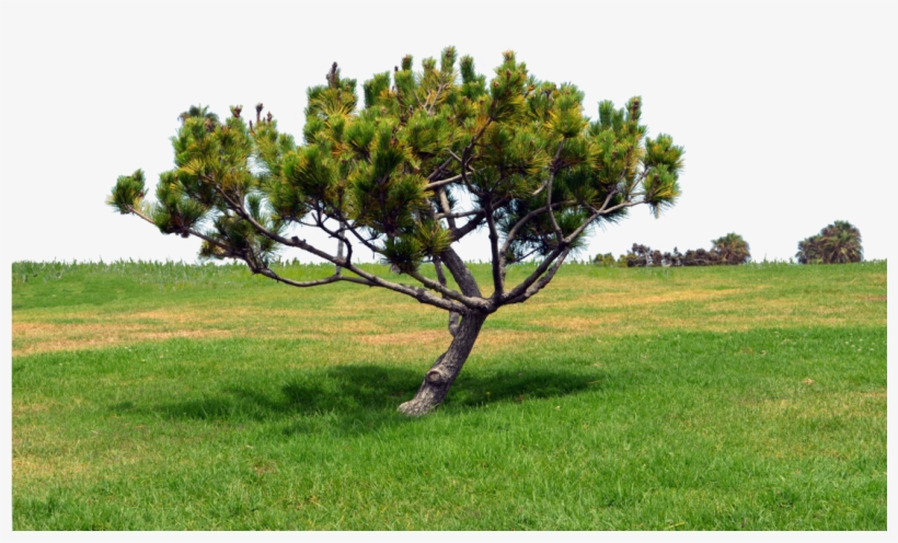 Grass Hill Png - Hill Grass Png, transparent png download