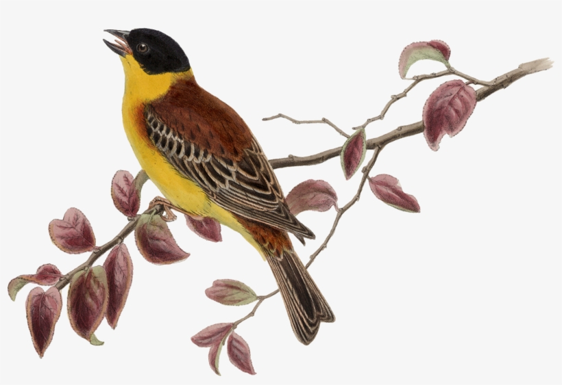 Sparrow Png Image & Sparrow Clipart, transparent png download