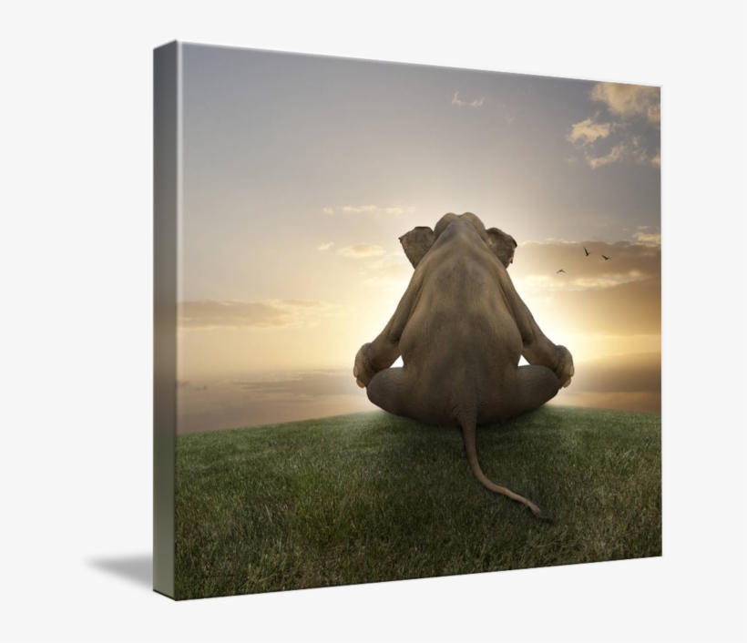 "asian Elephant In Yoga Lotus Position Meditating" - Arabian Camel, transparent png download
