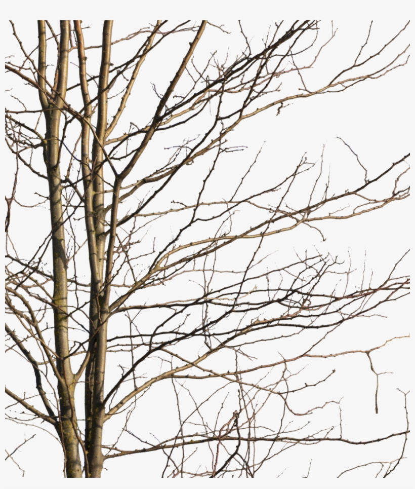 Deciduous Tree Winter Iv - Wood, transparent png download