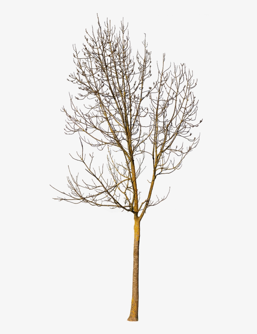 Pond Pine, transparent png download