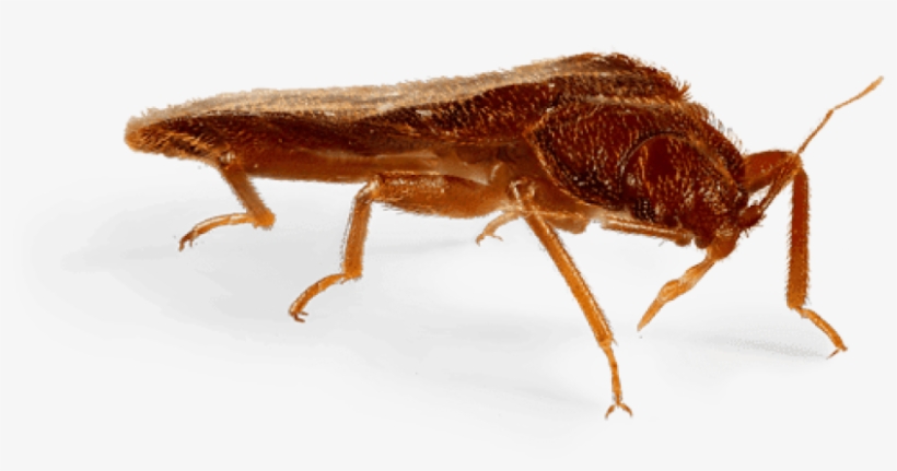 Free Png Download Bed Bug Side View Png Images Background - Portable Network Graphics, transparent png download