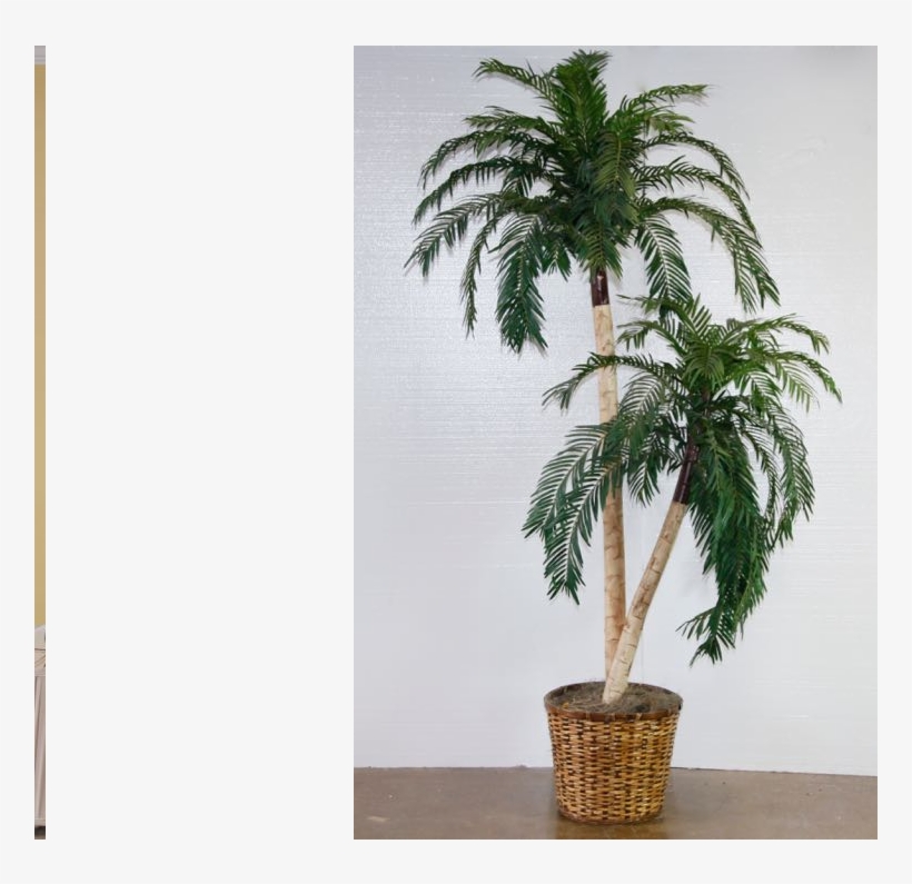 Attalea Speciosa, transparent png download