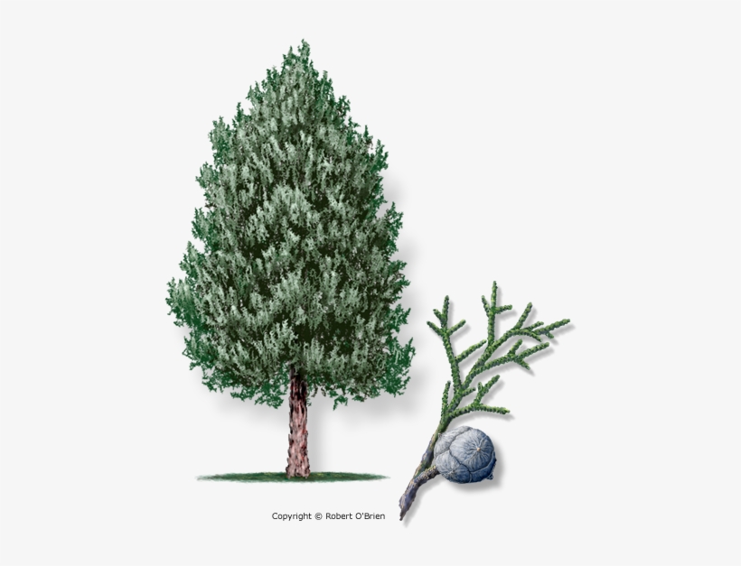 Arizona Cypress Tree, transparent png download