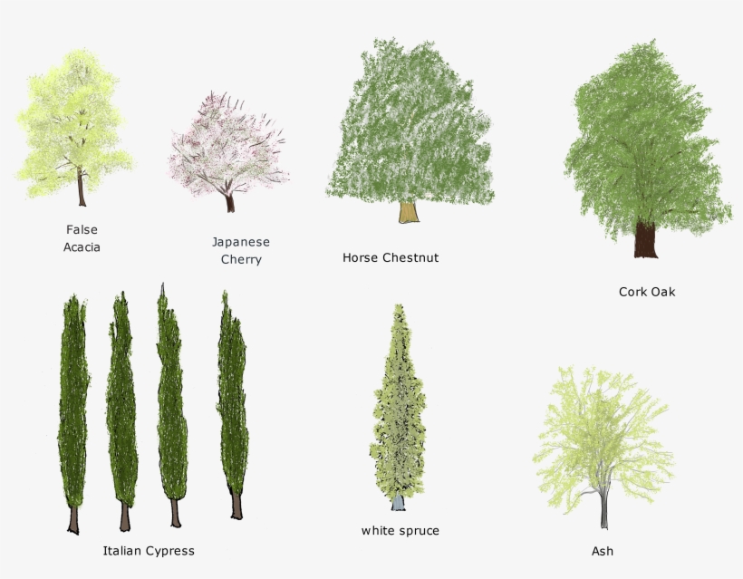 Trees, transparent png download