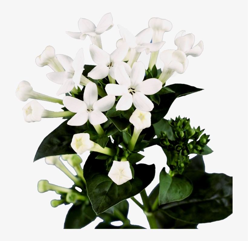 Bouvardia White Flower, transparent png download