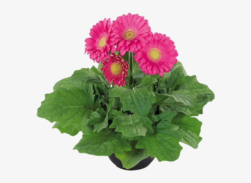 Add Product To Wishlist - Barberton Daisy, transparent png download