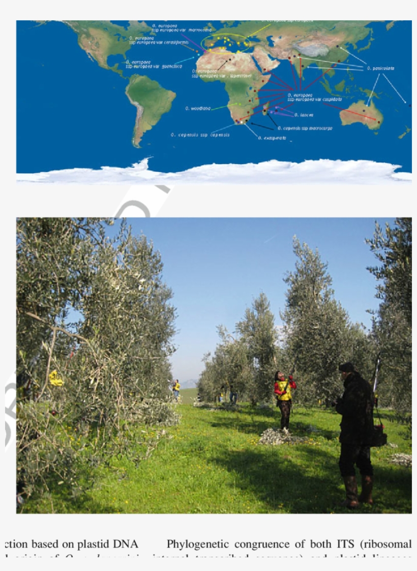 Cultivated Olives Tree - Top 10 Cold Deserts Of The World, transparent png download