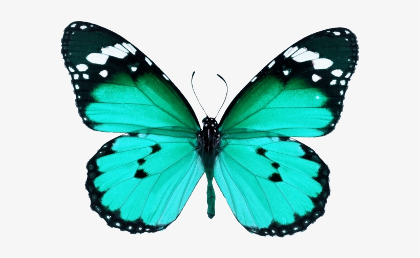 Butterfly - Butterfly Wings, transparent png download