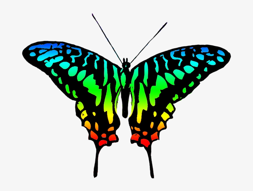 Butterfly Design Clipart Colourful Butterfly - Multi Colour Butterfly Png, transparent png download
