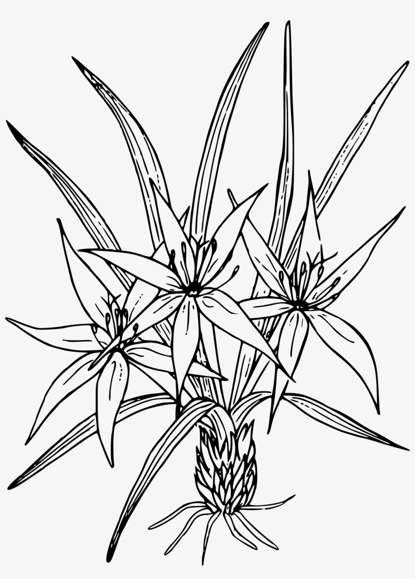 Big Image - Lily Drawing Transparent, transparent png download