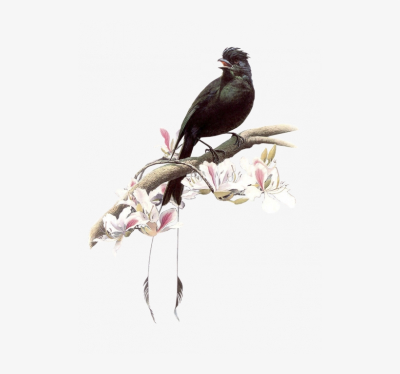 Pajaros Gifs Imagenes - Tranh Vẽ Chim, transparent png download