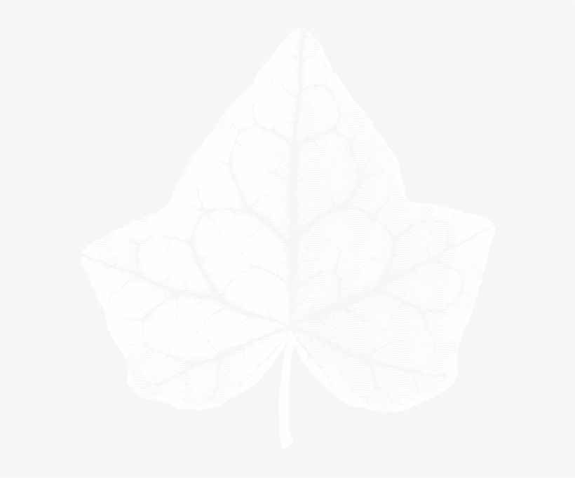 The Ivy - Macro Photography, transparent png download