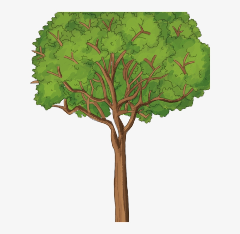Pájaros Amigos - - Post Oak, transparent png download
