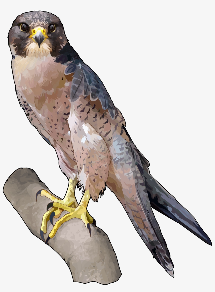 Halcon Tagarote Ecoisla Fuerteventura - Falcon, transparent png download