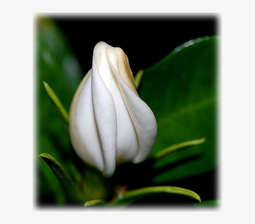 Gardenia August Beauty - Gardenia Jasminoides Ellis, transparent png download