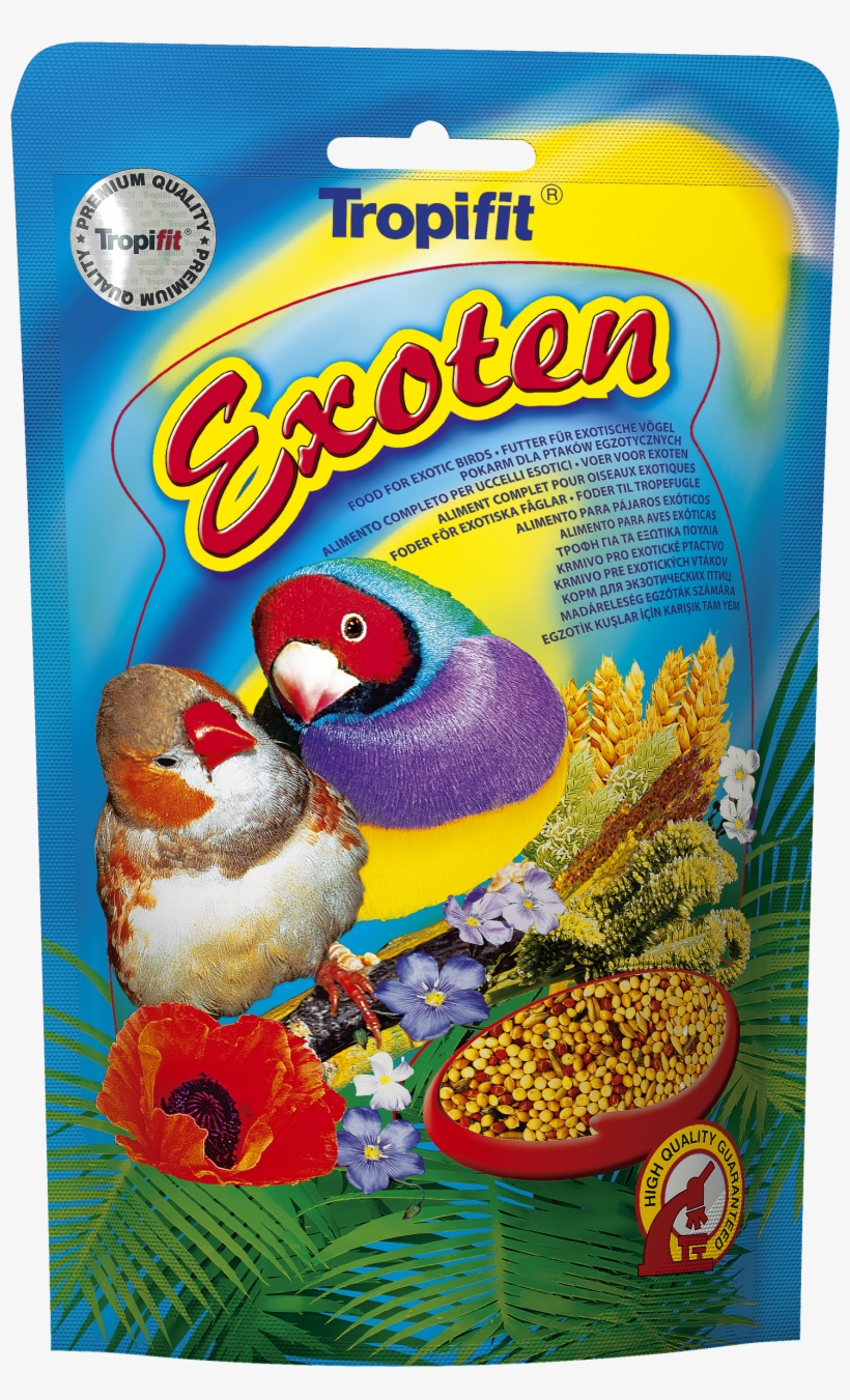 Finch, transparent png download