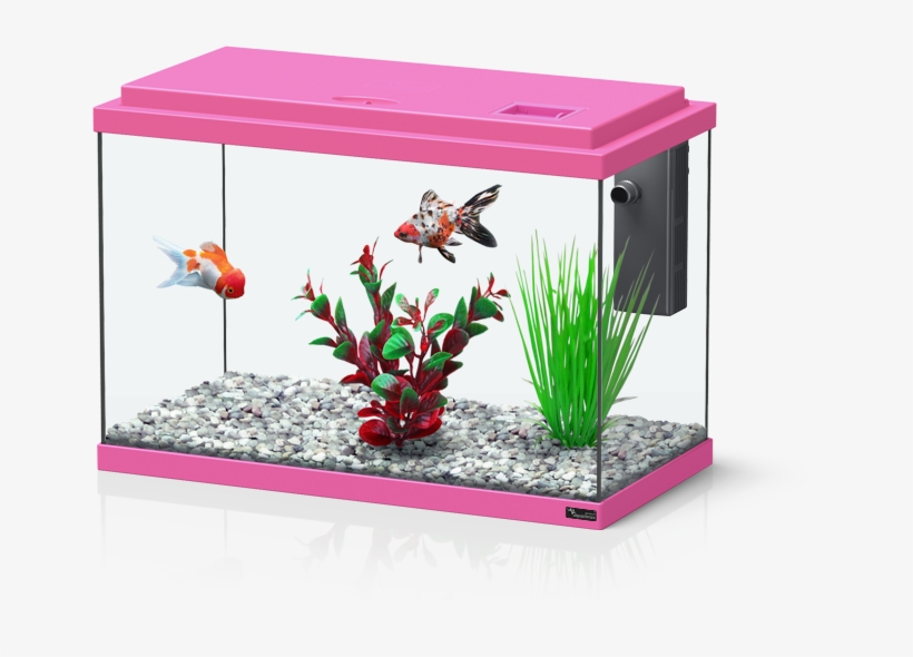 Funny Fish - Acuarios De 10 Litros, transparent png download