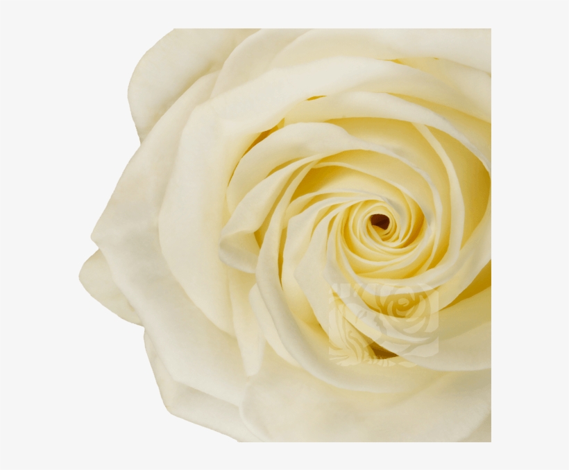 White Roses - Hybrid Tea Rose, transparent png download