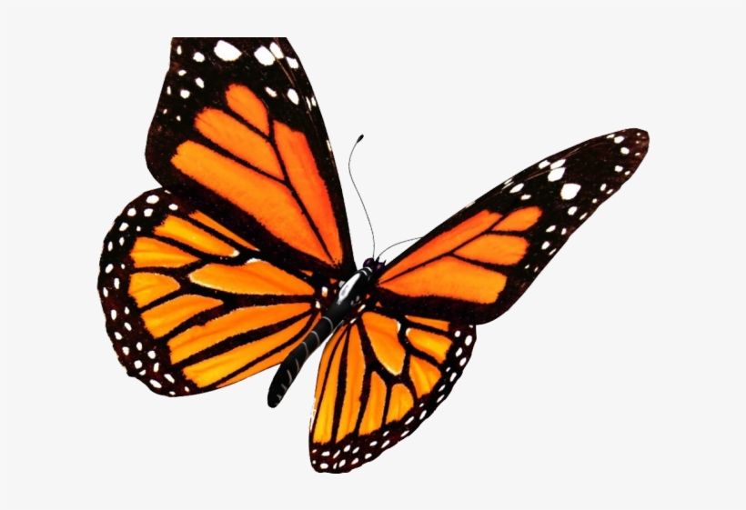Monarch Butterfly Clipart Butterfly Tattoo - Monarch Butterfly Transparent Background, transparent png download
