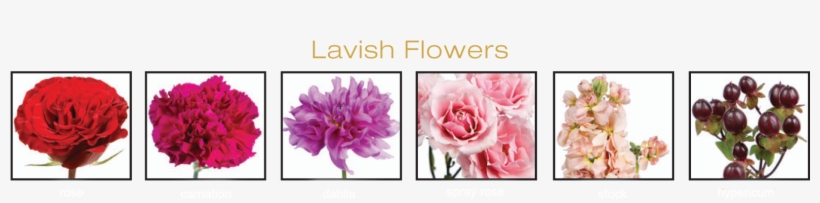 Lavish Is The Ultimate Romantic Trend And Is Gathered - Hybrid Tea Rose, transparent png download