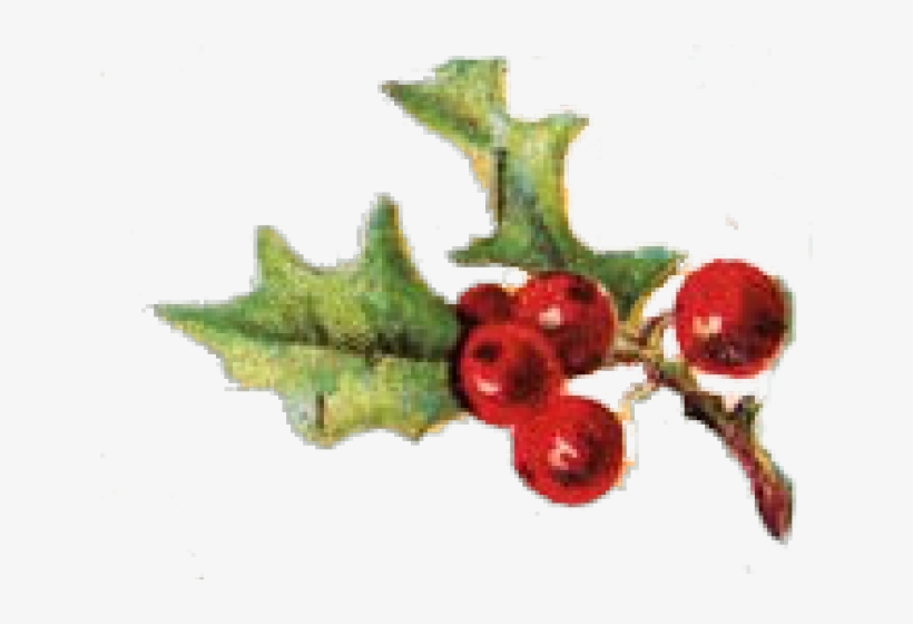 Berry Clipart Sprig Holly - Vintage Holly Clip Art, transparent png download