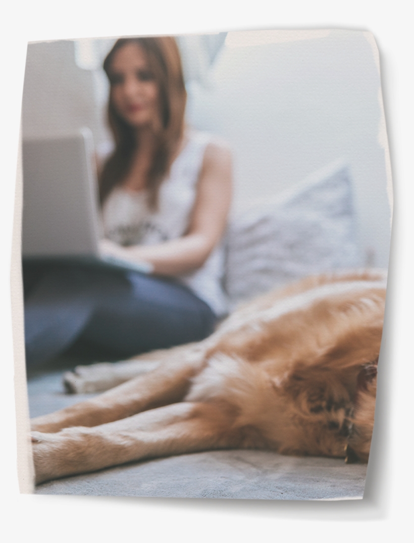 What Can I Use The Emergency Cash Loan For - Pet, transparent png download