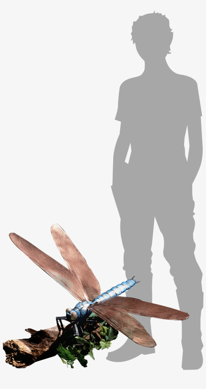 Jätteslända Jämfört Med Människa - Illustration, transparent png download