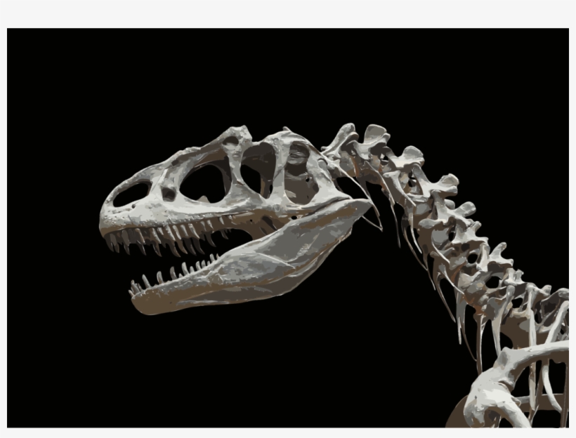 Dinosaurs & Prehistoric Animals Allosaurus Fossil Bone - Dinosaur Skeleton Head, transparent png download