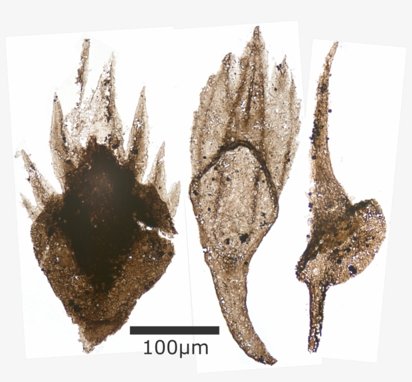 Thelodont Scales, transparent png download